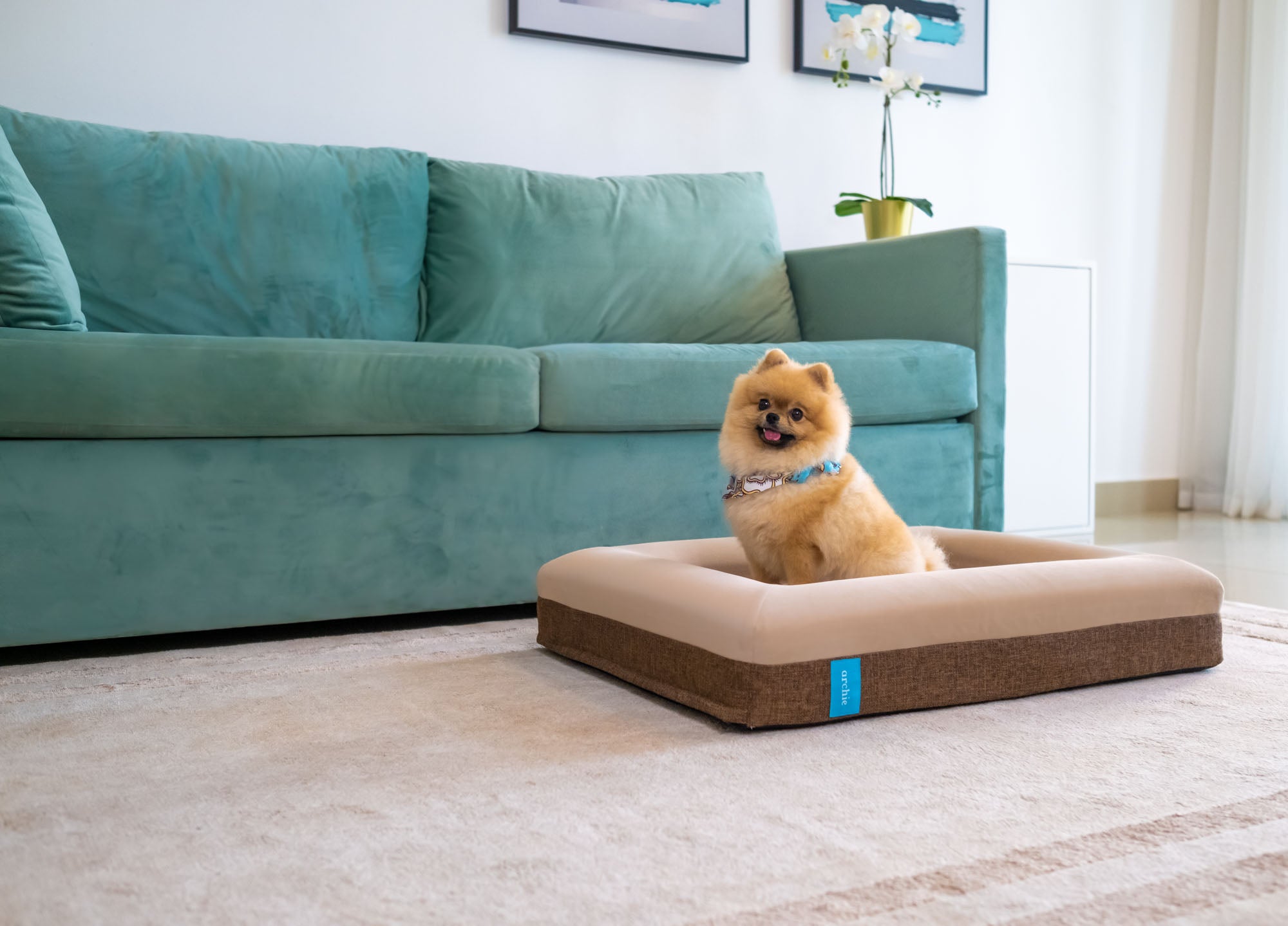 Casper dog bed store australia